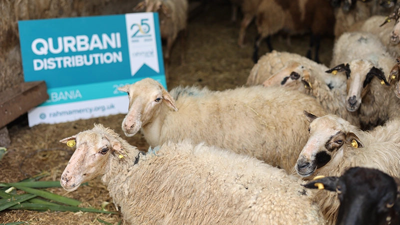 Qurbani sheep